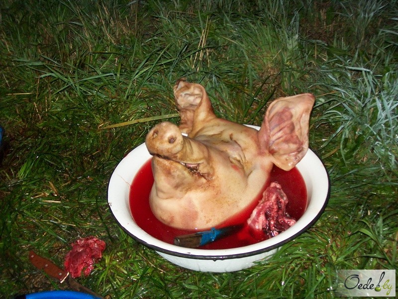 PIG_2.jpg
