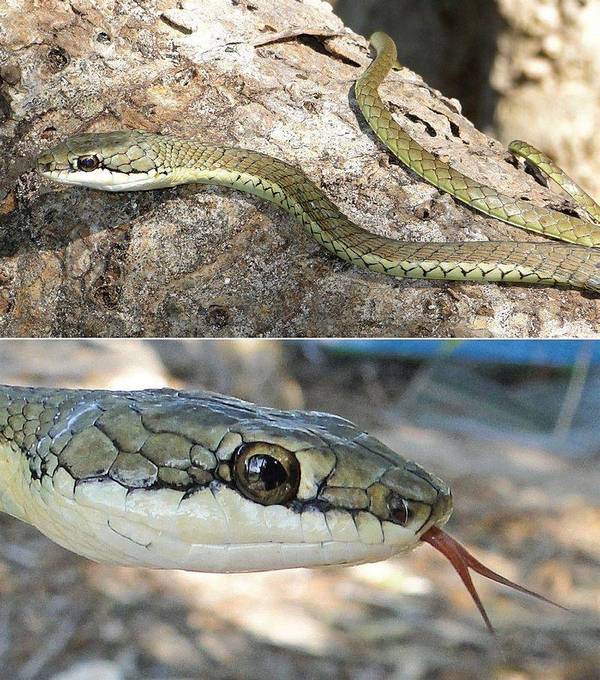 __________________________________________________________._Dendrelaphis_pictus.jpg