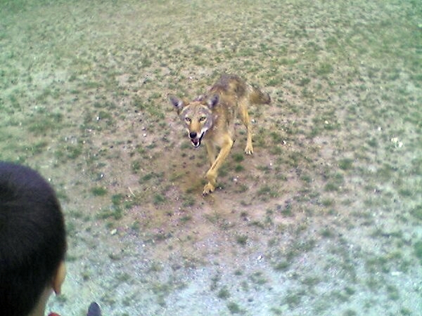 Child_and_Coyote.jpg