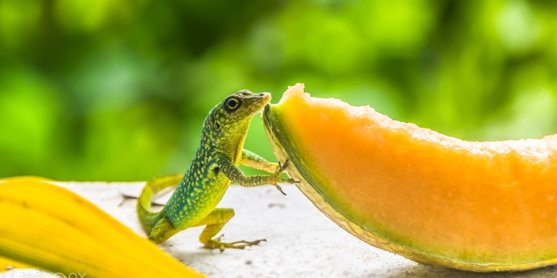 Hungry_lizard_5ff47fa91feeb.jpg