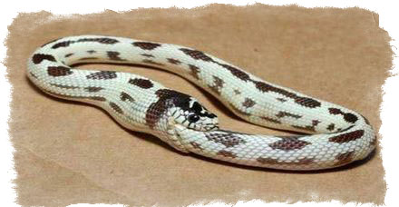uroboros_simvol_avtor_3.jpg