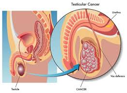testicles.jpeg
