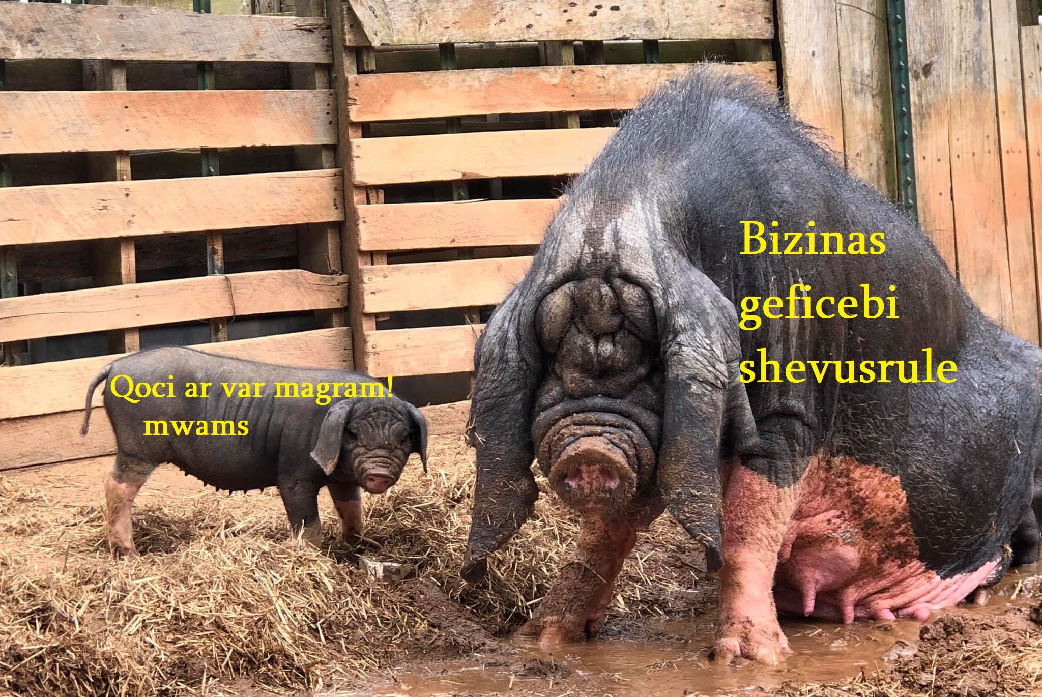 Meishan_Sow_and_Piglet.jpg