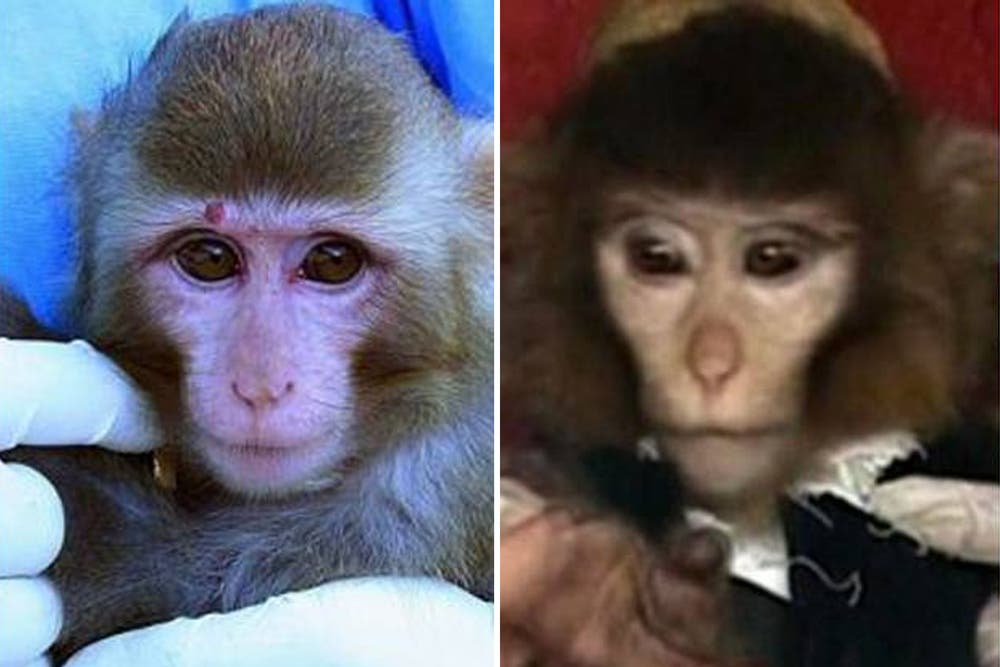 Monkey2.jpg