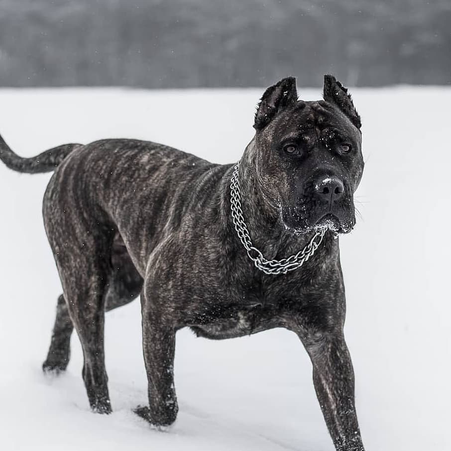 presa_canario_en_la_nieve.jpeg