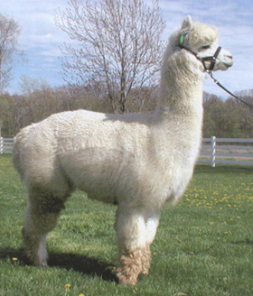 zodiac_alpaca_dante.jpg