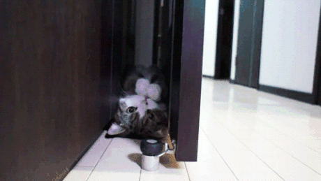a4LmrDA_460sa.gif