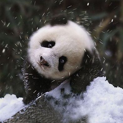 panda.jpg