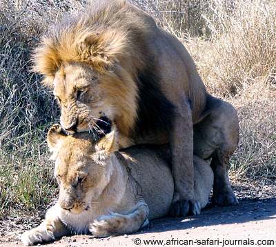 lions_mating_in_the_ngorongoro_crater_overseas_adventure_travel_13723.jpg