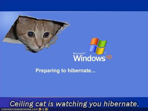 funny_pictures_windows_xp_hibernate_ceiling_cat.jpg