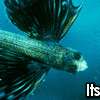 ICONATOR_99443078cc9533b6d59e272517b97cf5.gif