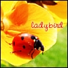 Ladybird_Ava1.jpg