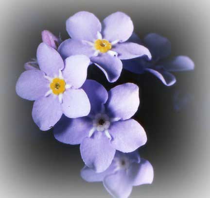 forgetmenotix8.jpg