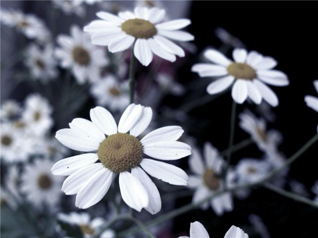 post_25_1214308285.jpg