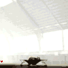 Spilo.gif