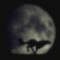 loup.gif