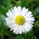 camomile_flower_bloom_243437_l_Optimized.jpg