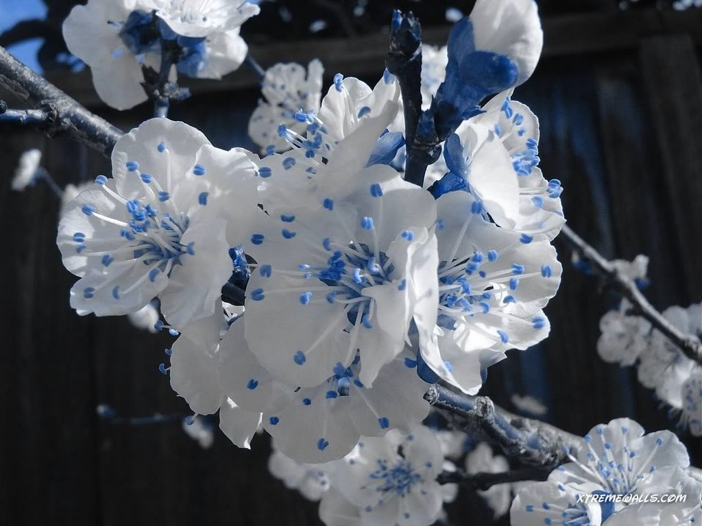 flowers_055_01.jpg