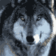 11111111.gif