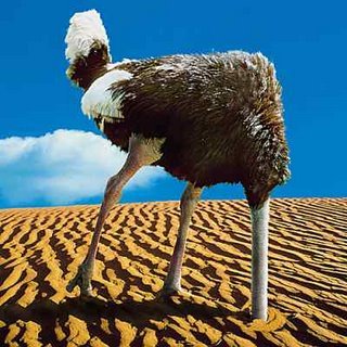 ostrich_burying_head.jpg