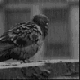 0_2_2_217365UdO6b1FC.gif