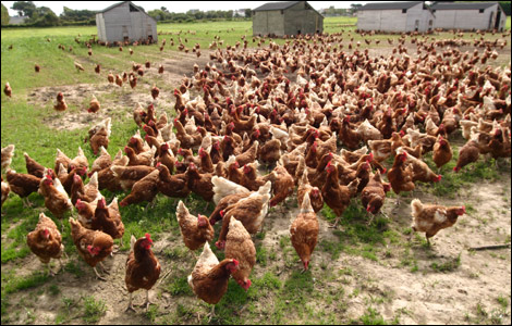 hens_over_fence_470_470x300.jpg