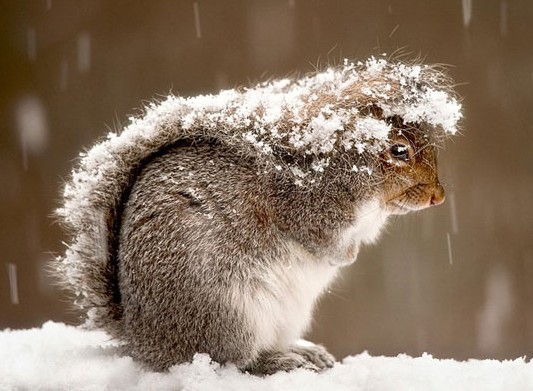 funny_squirrel_tail_snow_storm.jpg