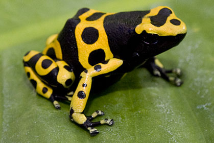 YellowBandPoisonDartFrog.jpg