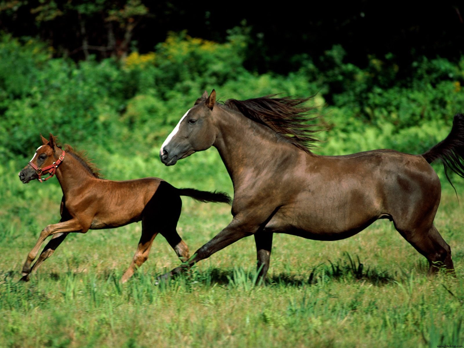 kid_horse_1_.jpg