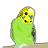giveaway_winner__budgie_icon_by_socksyy_d5r7h6d.gif