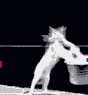 xbke8.gif