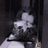 a4LmrDA_460sa.gif