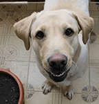 post_33_1479385878.gif