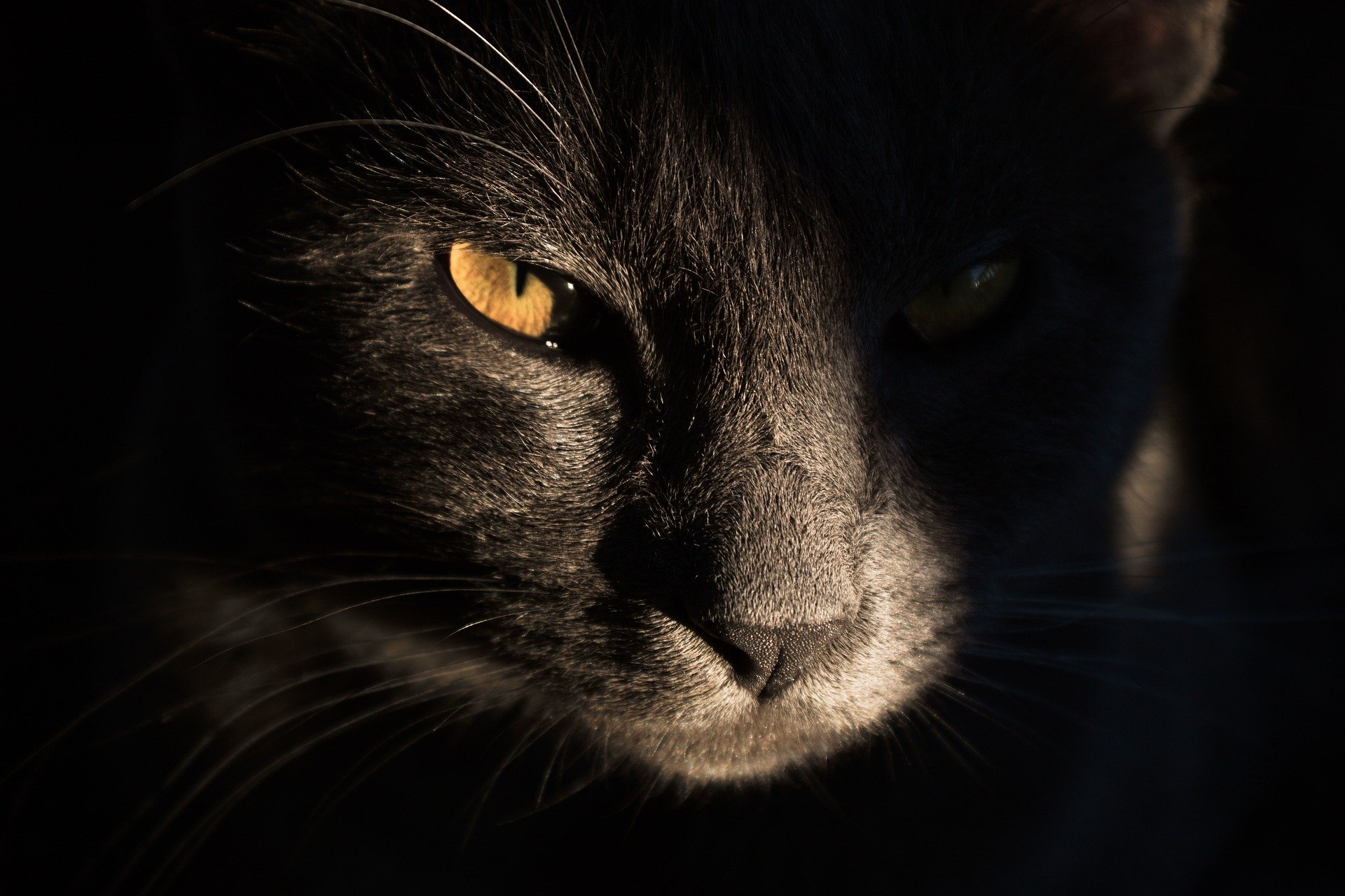 cat_gff63c7386_1920.jpg