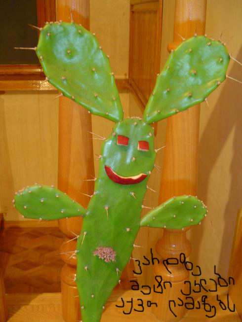 kaktus.jpg