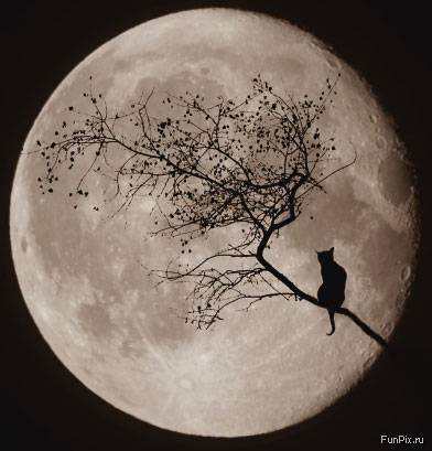 moon.jpg