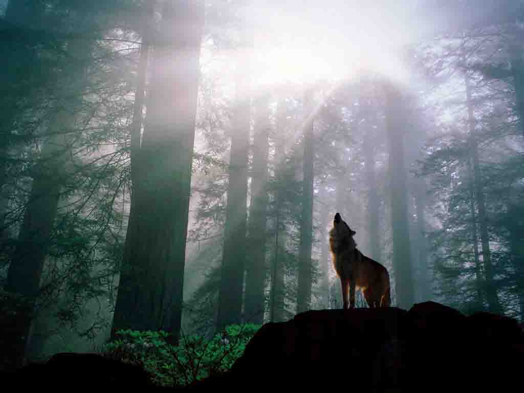 Warming_Up_for_the_Night__s_Howl__Gray_Wolf_copy_copy.jpg
