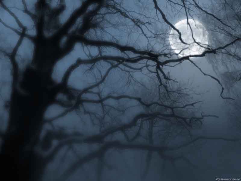 moon_tree_800_copy.jpg