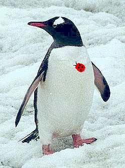 pingvo.jpg