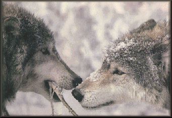 2wolf.jpg