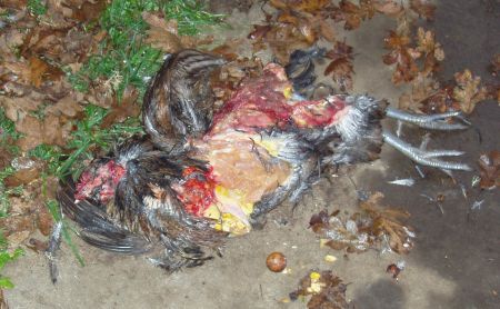 dead_chicken.jpg