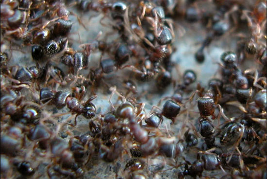 ants.jpg