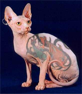 Sphynx_2.jpg
