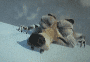 post_37_1147706168.gif