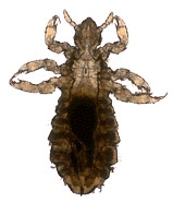 louse.jpg