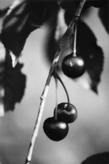 Cherries.jpg