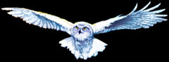owly2.jpg