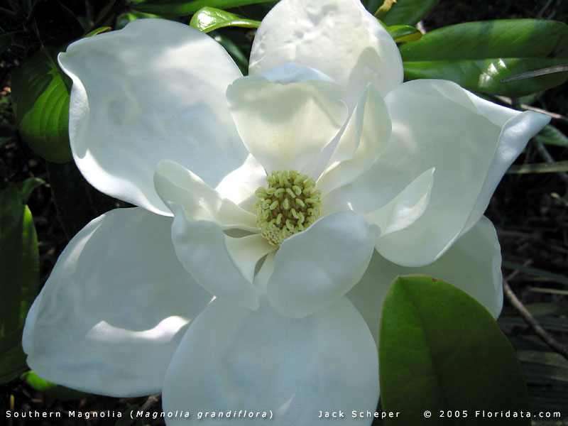 Magnolia_grandiflora_fl800b.jpg