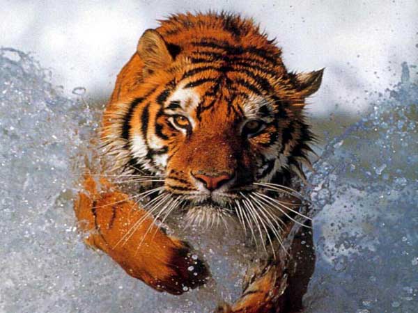 0_Tiger_im_sprung_screenshot.jpg