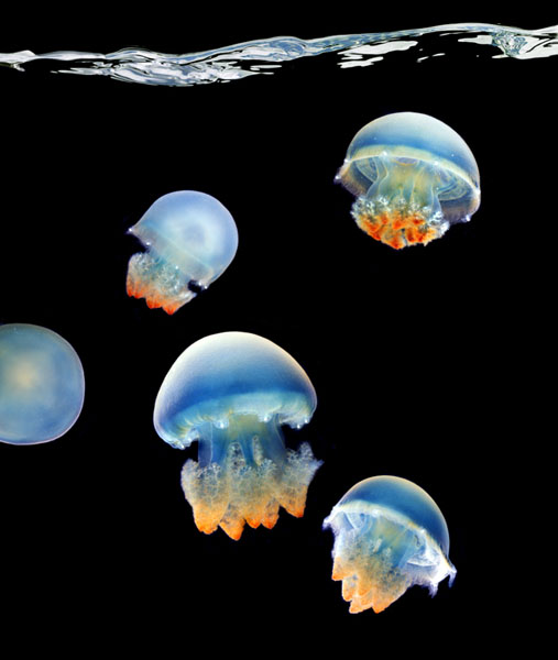 1183634580_jellyfish_21.jpg